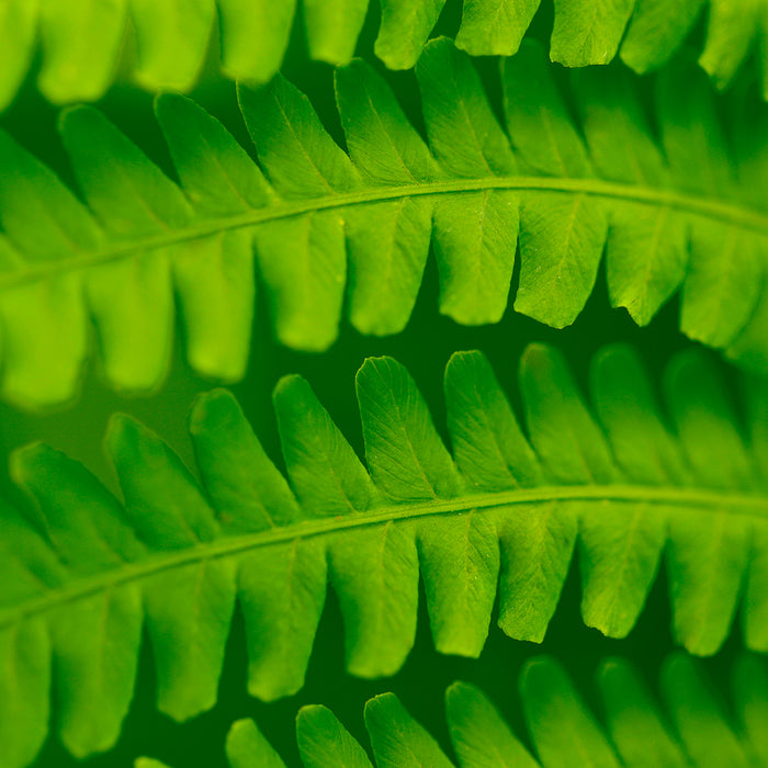 Why We Love Plant-Based Skincare